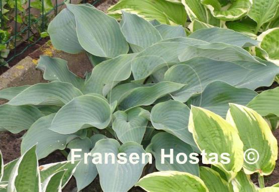 Hosta Tomoko